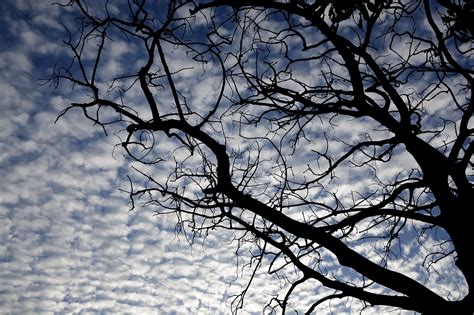 Tree Sky Clouds - Free photo on Pixabay - Pixabay