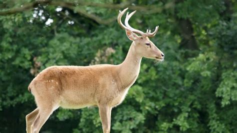 9 Surprising Facts about the Sangai Deer! - The CountDown List