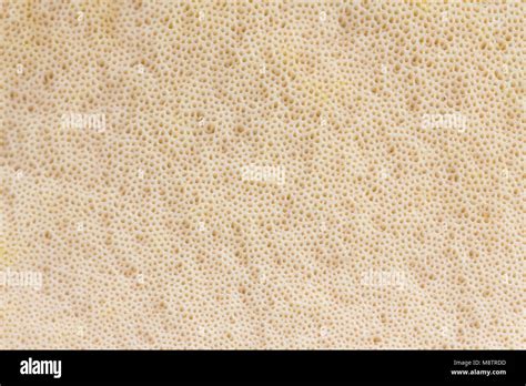 View on the texture of the mushroom cap - pores (bottom) - background. Spore-roducing structures ...