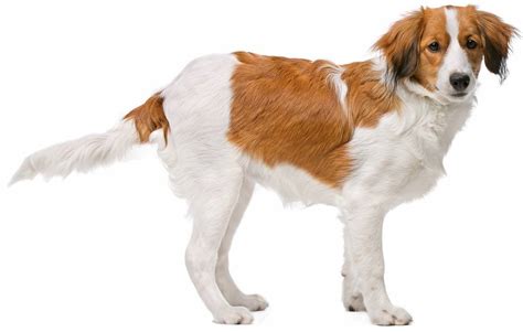 Kooikerhondje - Dog Breed Guide