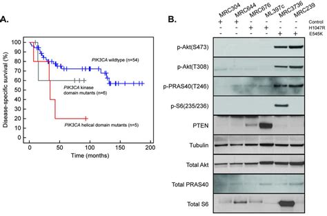 Different effect of helical and kinase domain PIK3CA mutations on PI3K... | Download Scientific ...