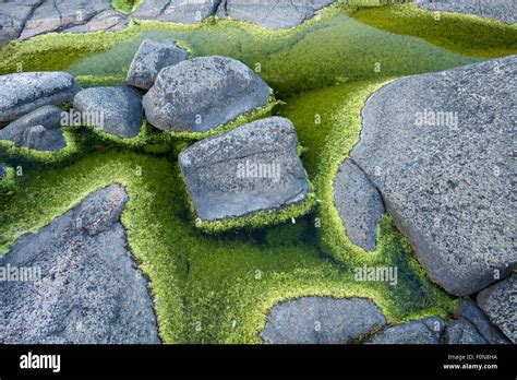 Algae growing in rock pools on rocky coast, Långviksskär, Stockholm Archipelago, Sweden, June ...