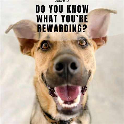 Positive Reinforcement | Dog Training Tampa | Awoken K9