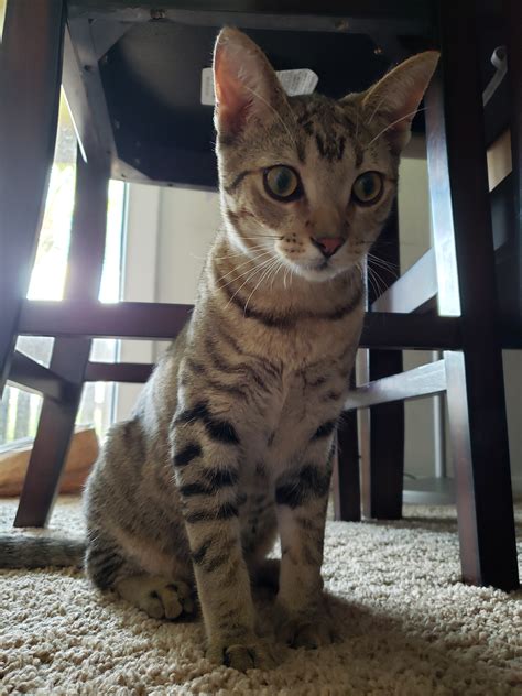 Bengal, Ocicat, Egyptian Mau Or Just A Tabby? | TheCatSite