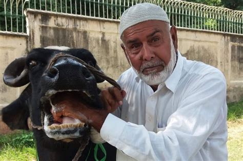 Pakistan auctions off ex-PM Nawaz Sharif's buffaloes - BBC News