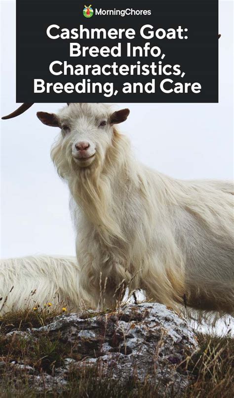 Cashmere Goat: Breed Info, Characteristics, Breeding, and Care