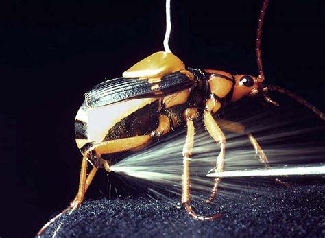 The Biomimicry Manual: what can the Bombardier beetle teach us about fuel injection? | Inhabitat ...