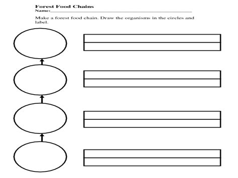 Forest Food Chains and Webs Lesson Plan for 1st - 2nd Grade | Lesson Planet