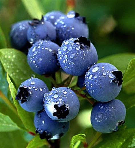 Mora Azul Growing Blueberries, Organic Blueberries, Growing Fruit, Wild Blueberries ...