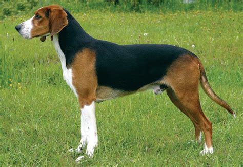 Finnish Hound - Temperament, Lifespan, Shedding, Puppy