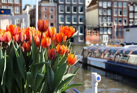 Top 5 things to do when you are in Amsterdam - Tulip Festival Amsterdam