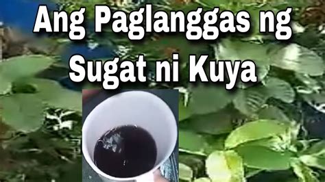 Paano gawin ang PAGLALANGGAS ng Dahon ng Bayabas matapos na tuliin? - YouTube