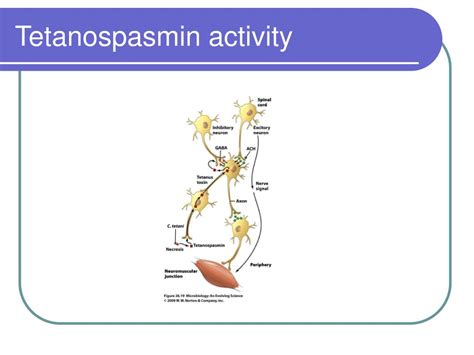 PPT - The Anaerobes PowerPoint Presentation, free download - ID:3326516