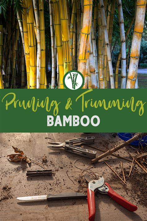 How to Prune & Trim Bamboo Plants | Bamboo Plants HQ