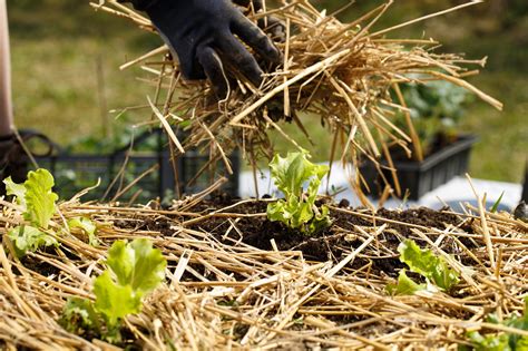 Weed Control in Home Gardens - Alabama Cooperative Extension System