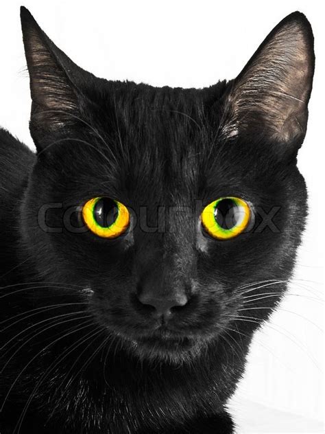 Black cat portrait | Stock Photo | Colourbox