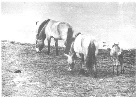 The Przewalski horse and restoration to its natural habitat in Mongolia