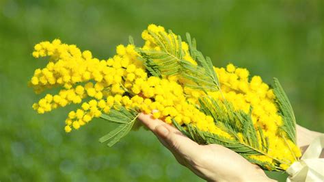 Italian tradition: The Mimosa for Women’s Day - FlorenceItaly