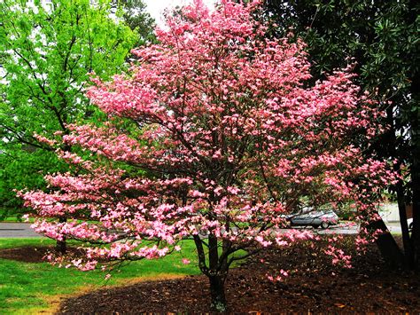 Flowering Dogwood Trees | ubicaciondepersonas.cdmx.gob.mx