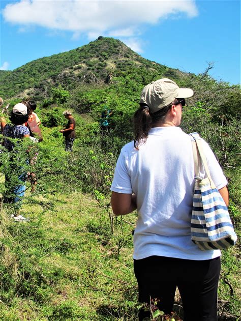 St. Eustatius National Parks Foundation) held its first Bird (Vogel) Festival | National park ...