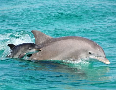 Witness The Wonder Of Nature: The Enchanting World Of Newborn Dolphins