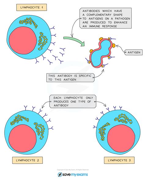 Antigens | WJEC GCSE Biology: Combined Science Revision Notes 2018