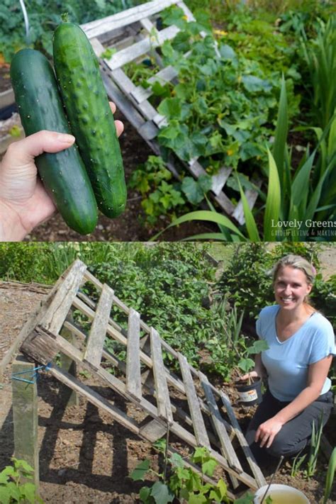 15 Easy DIY Cucumber Trellis Ideas - A Piece Of Rainbow