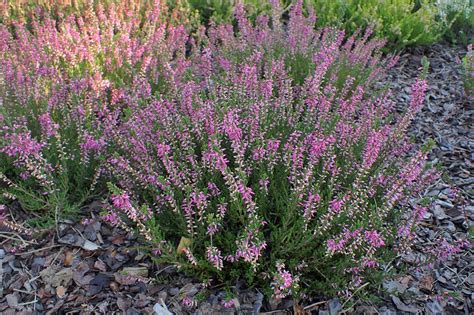 Calluna vulgaris (Scotch Heather, Scottish Heather) | North Carolina ...