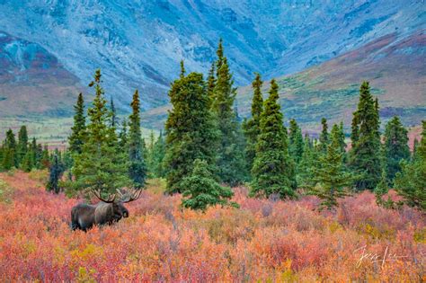 Moose Exploring in the Tundra | Denali, Alaska | Jess Lee Photography