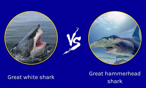 Great Hammerhead Shark vs Great White Shark - A-Z Animals