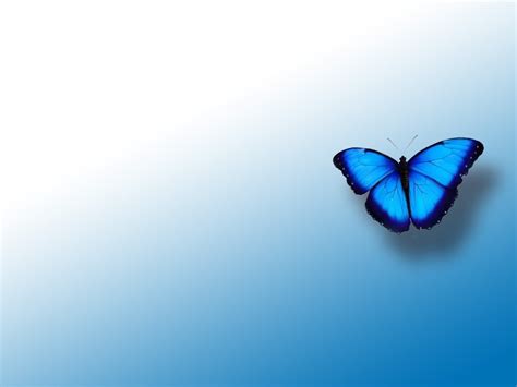 🔥 [48+] Blue Butterfly Wallpapers Images | WallpaperSafari