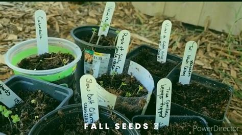 Planting fall seeds in the south and how I learned when to plant certain foods! - YouTube