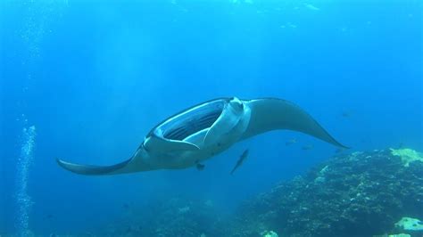 Scuba Diving with Manta Ray in Ishigaki Island, Okinawa, Japan - YouTube