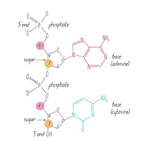 The Structure of DNA | by Ron Vale