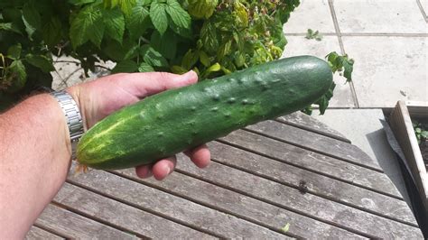 Alans Allotment: First Burpless Cucumber