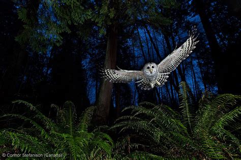 15 Award-Winning Photos From The Wildlife Photographer of the Year 2013 ...