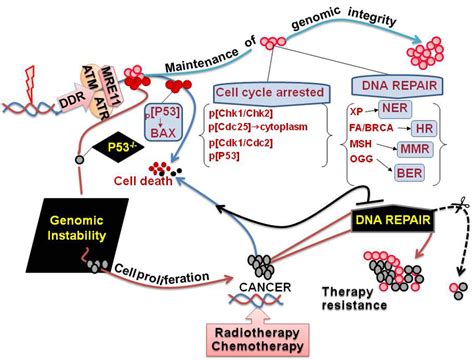 DNA damage response – The implications on Genomic Stability and the... | Download Scientific Diagram