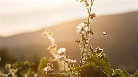 Marshmallow Plant - Althaea Officinalis | Ricola