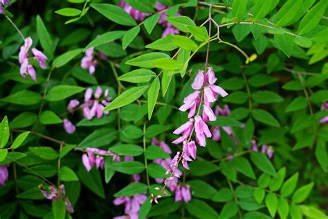 How to Grow and Care for Indigo Plants | Gardener’s Path