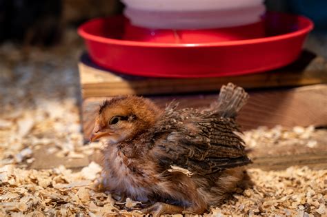 How Big Should A Brooder Box Be? – Mother Earth News