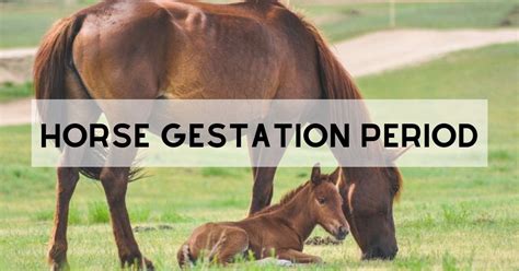 Gestation Period Of Common Mammals - Pets Lovers