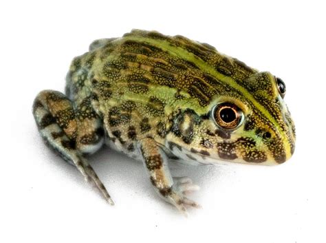 Large Dwarf Pixie Frog - Pyxicephalus edulis (Captive Bred 2"+)