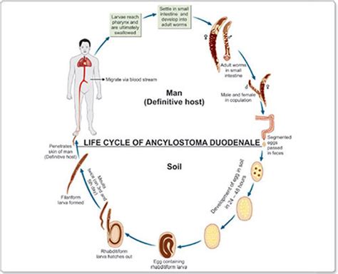 Ancylostoma Braziliense Life Cycle