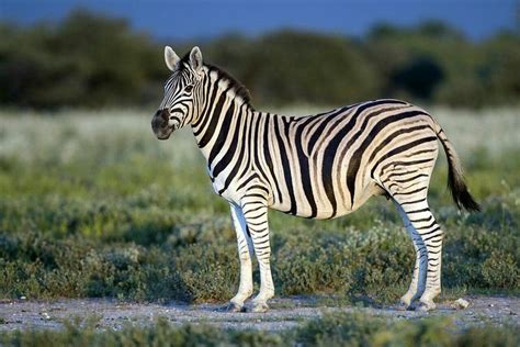 Burchell's zebra | Plains zebra, Zebras, Zebra species