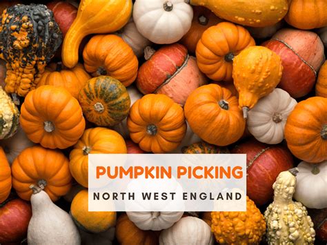 The ultimate guide to Pumpkin picking North West 2023 - North West for kids