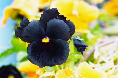 10 Black Flowers to Add Contrast to Your Garden