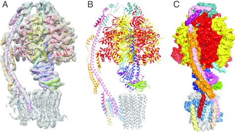 The structure of the F-ATPase from P. angusta. The enzyme was inhibited... | Download Scientific ...