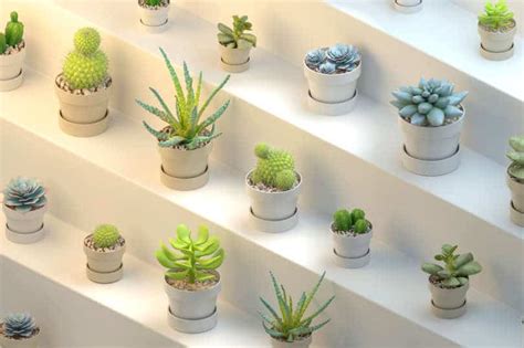 The Best Pots for Succulents to Upgrade Your Garden - Plant And Lights