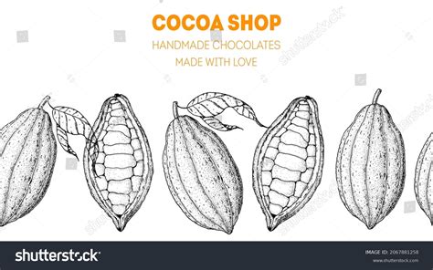 Cocoa Pods Vector Illustration Super Food Stock Vector (Royalty Free) 2067881258 | Shutterstock