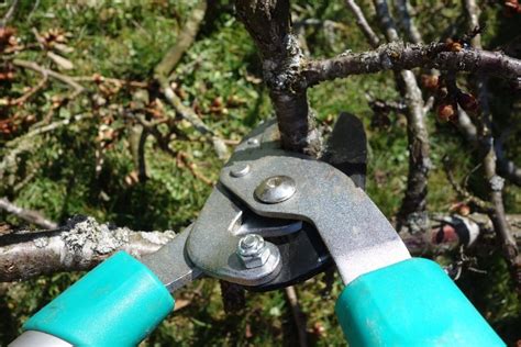 Proper Trees Pruning in Orchards: Follow The Growing Pattern And You Will Get a Fruitfull Tree ...